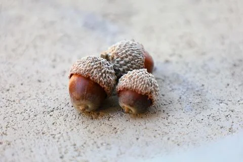 Three acorns on rough surface Foto stock