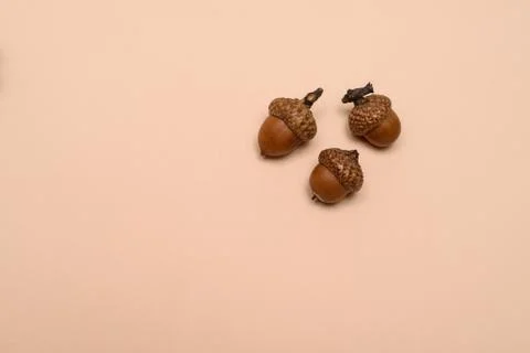 Three acorns on a uniform background Stock Photos