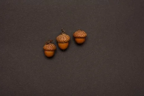 Three acorns on a uniform background Stock Photos