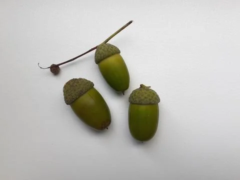 Three Acorns on White Background. Green oak nuts with decorative caps. Stock Photos