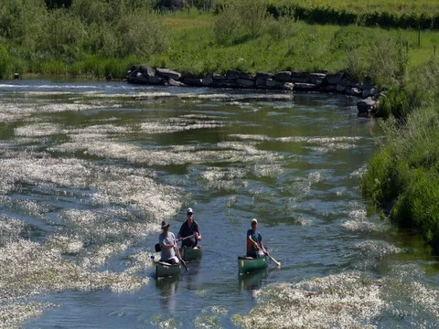 Three active seniors men canoeing through blooming water plants, Belgium Stock Footage 76148436