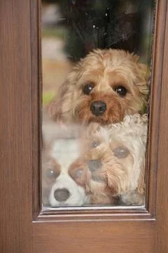 Three Adorable Dogs Eagerly Press Against a Window beside a Door Waiting for Stock Photos
