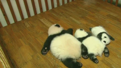 Three Adorable Giant Panda Cubs Resting on Wooden Floor at Chengdu Base, Sichuan Stock Footage 337802323