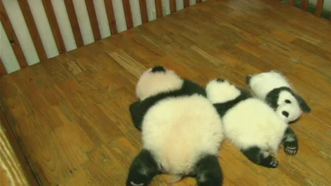 Three Adorable Giant Panda Cubs Sleeping on Wooden Floor in Sichuan, China 스톡 동영상 337802327