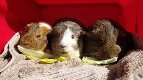 Three Adorable Guinea Pigs Munch Lettuce Leaves in Unison in the Shelter of Stock Footage 180565991