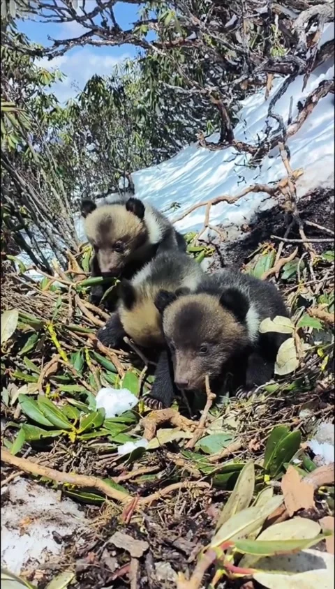 Three adorable himalayan black bear cubs resting in a snowy forest habitat Stock Footage 335049686