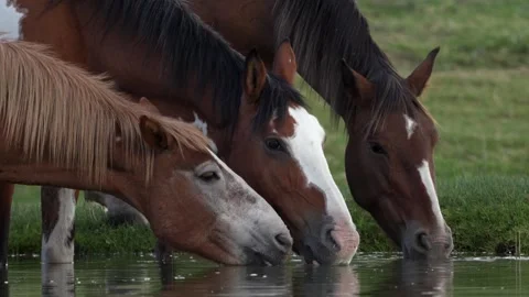 Three adorable horses drinking water in a peaceful setting landscape Stock Footage 283013575