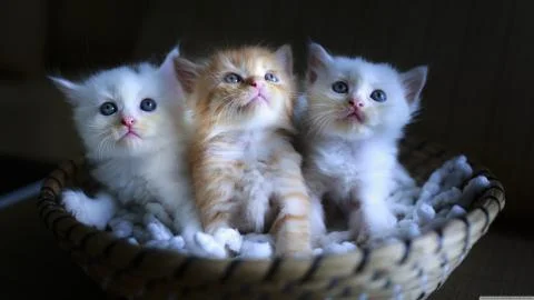 Three adorable kittens in a small basket-wallpaper-3840x2160 Stock Photos