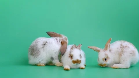 Three adorable little brown pattern bunny rabbits play together on green screen Stock Footage