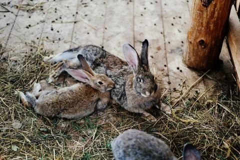 Three adorable rabbit friendly standing on lawn in stall Stock Photos