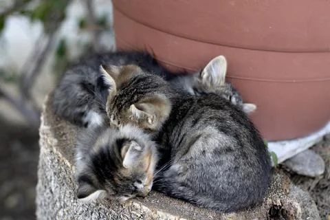 Three Adorable Sleeping Kittens Stock Photos