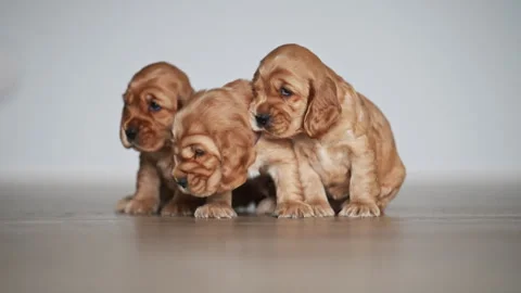 Three adorable spaniel puppies having fun at home, funny slow motion 4K footage. Stock Footage 325994490