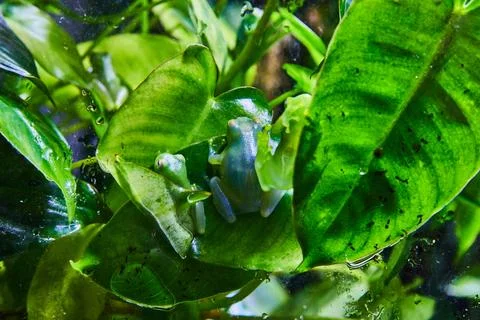 Three adorable tree frogs on large green leaves in exhibit Foto stock