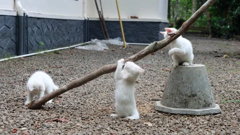 Three Adorable White Kittens Playing Around a Log Outdoors Video stock 277929472