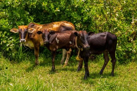 Three Afican cows stand on the grass near tall bushes on a sunny day and look Stock Photos