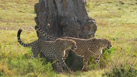 Three African Cheetahs Walking Together Across the Maasai Mara Savannah in Kenya Stock Footage 342236567