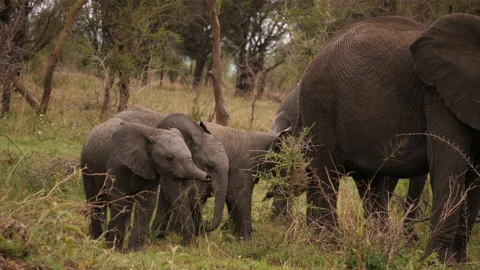 Three African elephant Babies playing. Serengeti, Tanania Video stock 146979302