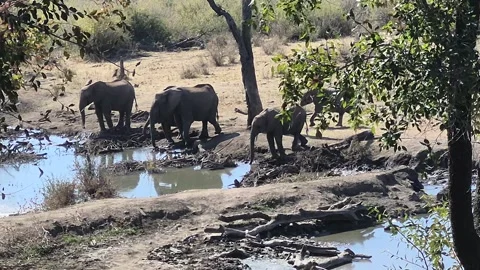 Three African Elephants Gathering at a Savanna Waterhole Stock Footage 345666128