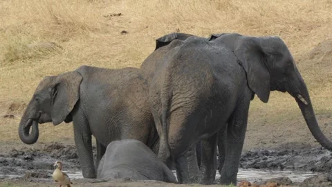 Three African elephants playing in a mud pool, Tanzania Stock Footage 326154379
