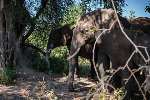 Three African elephants under riverside tree in Chobe National Park Stock Photos