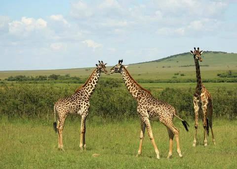 Three african giraffe Stock Photos