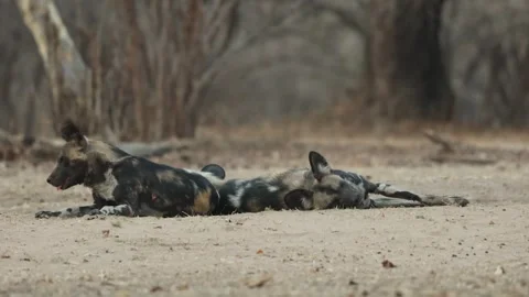 Three African Wild Dogs lie back to back while one dog keeps its head raised Stock Footage 345924732