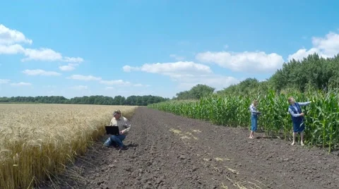 Three agronomist inspect fields of corn and wheat. Stockbeeldmateriaal 52251880