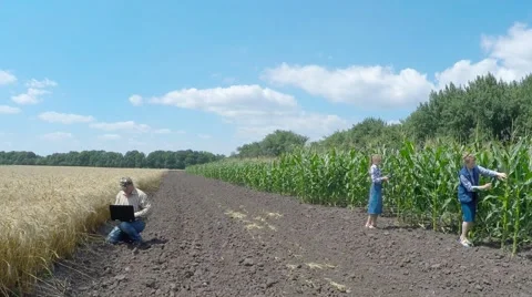 Three agronomist inspect fields of corn and wheat. Stock Footage 52251944
