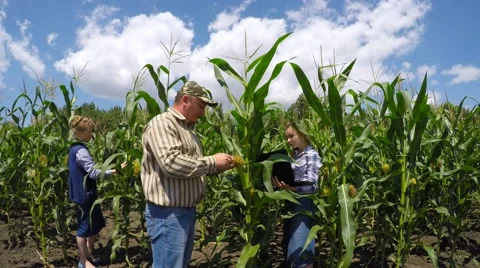 Three agronomist inspect fields of corn and wheat. Stockbeeldmateriaal 52461954