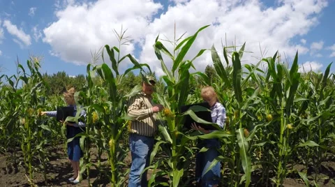 Three agronomist inspect fields of corn. 스톡 동영상 52462018