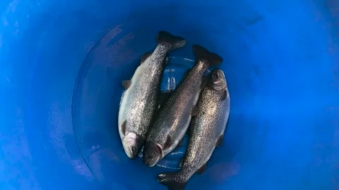 Three alive rainbow trouts in a blue bucket. Top view. Stock Footage 276404552