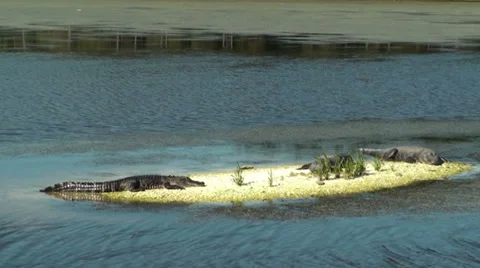 Three Alligators Catching Some Sun Stock Footage 32859146
