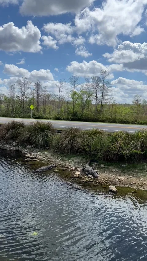Three alligators rest along Highway 41 in Florida Stock Footage 312527768