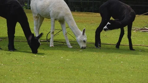  three alpaca standing  Stock Footage 256112089
