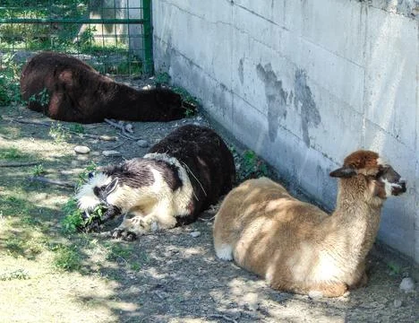 Three alpacas are sitting on the ground 스톡 사진