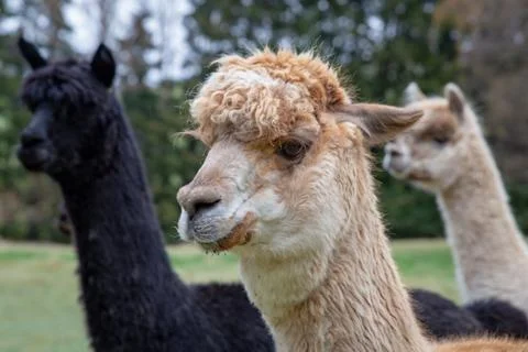 Three alpacas up close Stock Photos