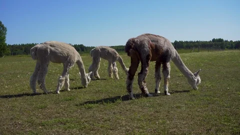 Three alpacas eating grass. Video stock 91586764