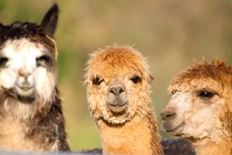 Three Alpacas Stock Photos