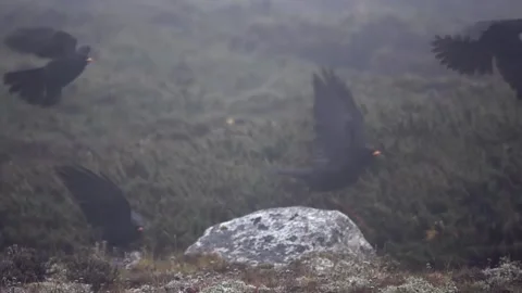 Three alpine chough black bird jumping and flying around rock in foggy weather Video stock 229672433
