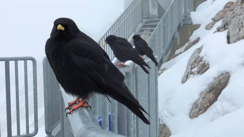 Three alpine choughs at Dachstein skiing centre in Austrian Alps Stock Footage 96169668