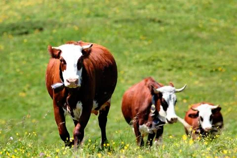 Three alpine cows Stock Photos