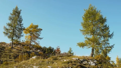 Three alpine trees on blue sky background. Autumn landscape. 4K Footage. Stock Footage 119831330