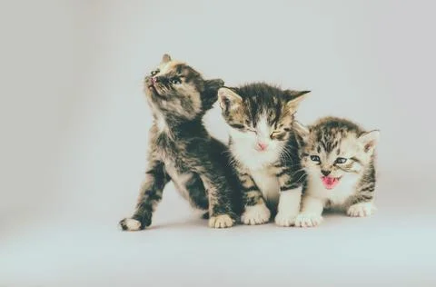 Three amazing kittens. Group of three little kittens on studio background Foto stock