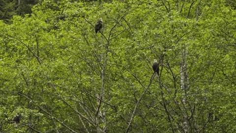 Three American bald eagles perch on national forest tree monitoring lush North Stock Footage 341843786