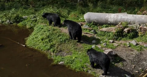 Three American Black Bears by the riverbank, Alaska. Stock Footage 332758202