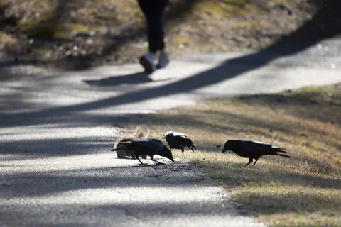 Three American Crows and Eastern Gray Squirrel Eating Stock Photos