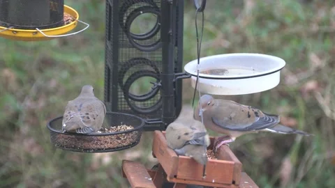 Three American mourning doves eating seeds on the bird feeder Stock Footage 144157957