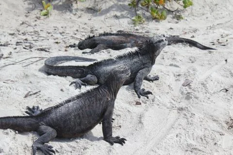 Three Amigos Foto stock