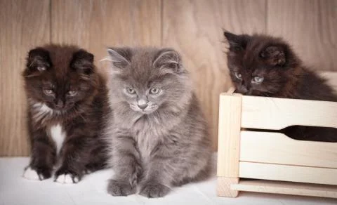 Three amusing playful kittens sit around a wooden box and look down Stock Photos