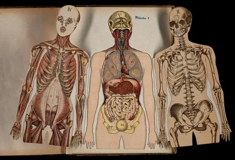Three anatomical cut outs of a man, showing muscles, bones, heart, lungs an.. Stock Illustration
